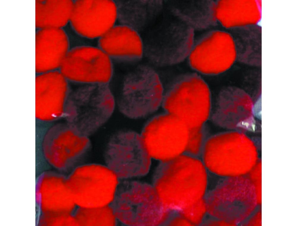 POMPONS A LA COULEUR GRAINE CREATIVE 15 MM 45 PIECES      COLORIS ROUGE